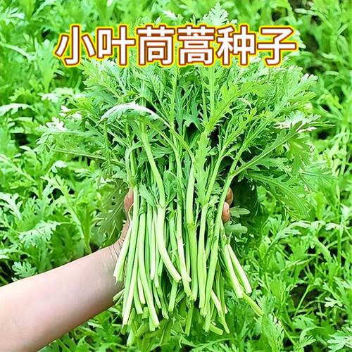 小叶茼蒿种子光杆耐寒四