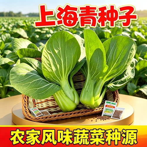 正宗上海青种子小青菜四
