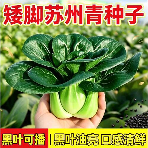 黑叶矮脚苏州青种籽上海