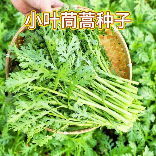 四季小叶茼蒿种子籽菜种