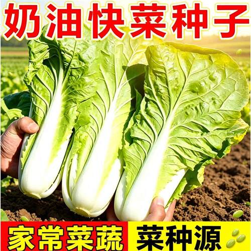奶油快菜种子四季播种速