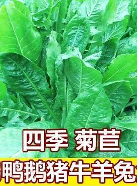 大叶菊苣草种籽养殖四季