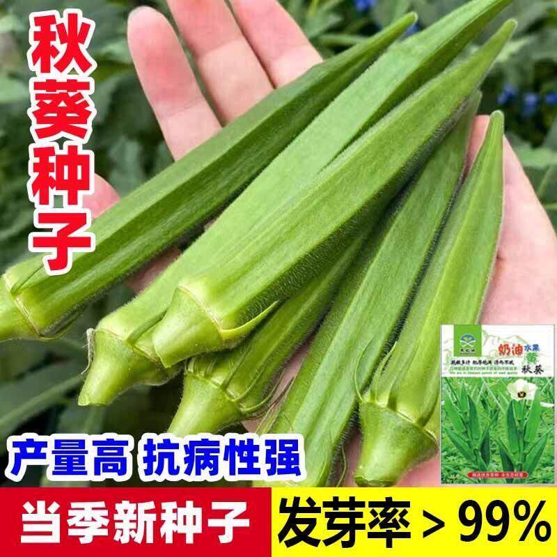 水果秋葵不易老黄秋葵农家种植新鲜时令蔬菜包邮可生吃的奶油秋葵