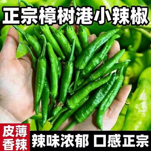 【早熟高产】正宗樟树港椒种子樟树辣椒种子新种春秋播种阳台盆栽