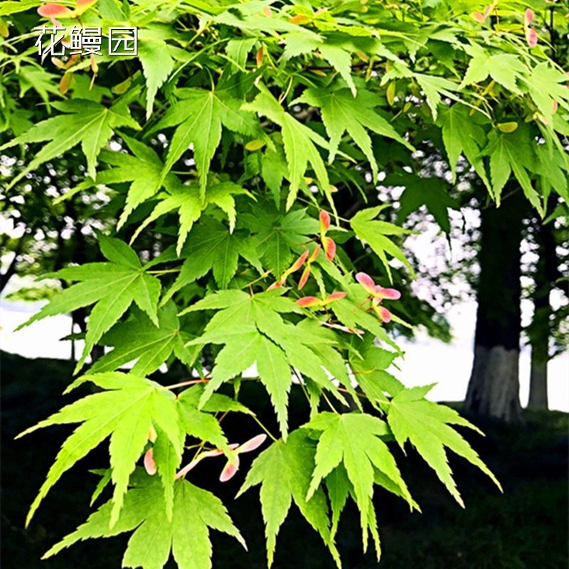 鸡爪槭树苗青枫树苗青枫小苗青枫苗红枫嫁接砧木绿化苗木庭院植物