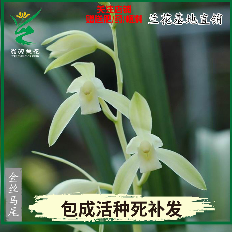 翁源兰花苗四季建兰素心金丝马尾名贵线艺好易养室内花卉绿植盆栽