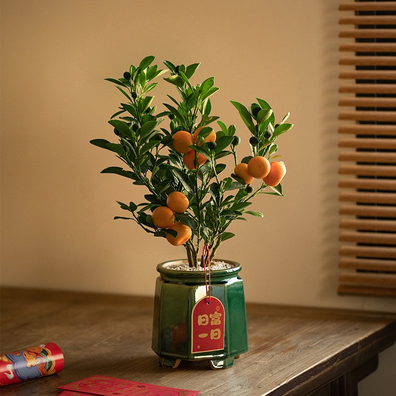 静艺花舍 金桔树盆栽带果办公室内茶桌面植物耐寒招财年宵花绿植