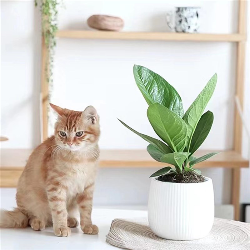 腾飞园艺 只售精品 聚宝盆鸟巢花烛室内客厅网红盆栽净化空气绿植