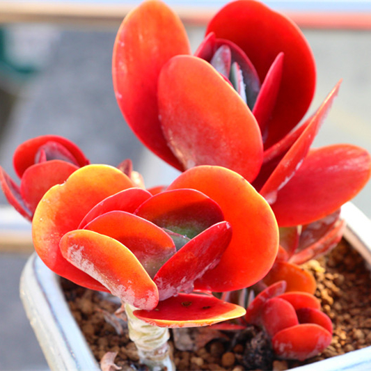 新款 多肉植物组合盆栽 唐印 超萌肉肉室内绿植花卉 含盆送土包邮