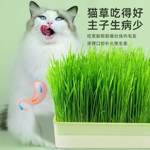 无土水培猫草盆栽种植盒懒人猫草种子育苗盘小麦化毛催吐助消化狗