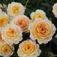 花知述6/10加侖扦插月季花東方明珠朱麗葉真宙庭院花卉盆栽