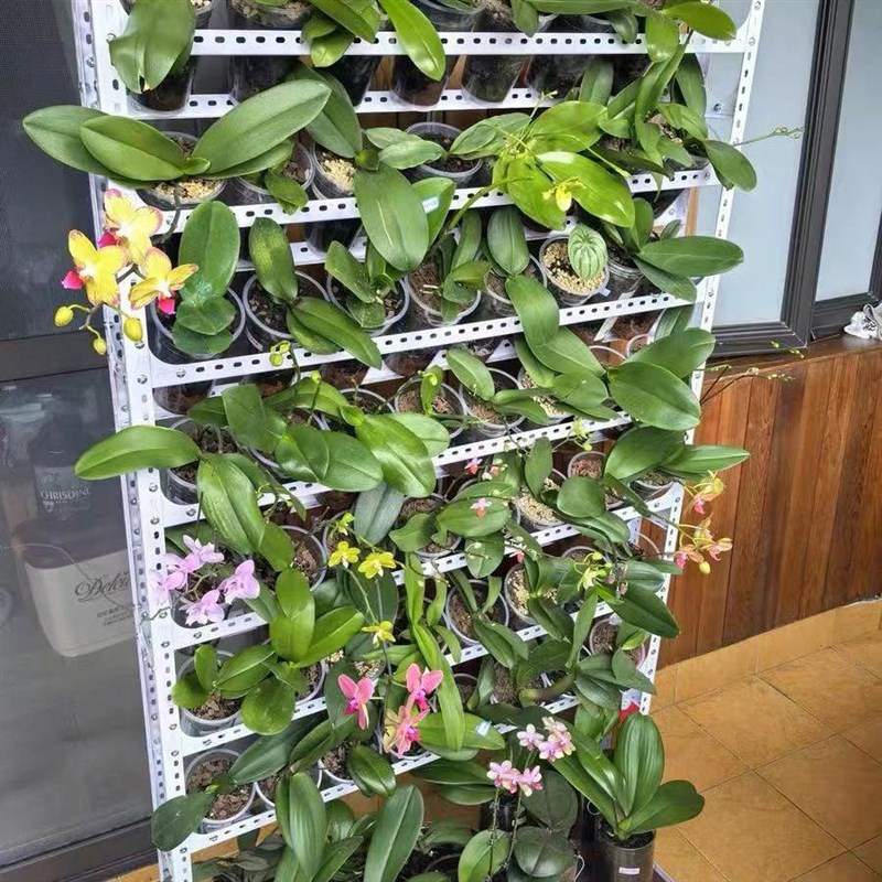 角钢兰花架阳台花架置物架t客厅多肉花盆储物架花店靠墙展示货架