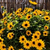 超级光辉岁月向日葵盆栽阳台庭院太阳花带花苞开花不断多年生耐养