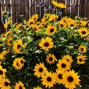 超级光辉岁月向日葵盆栽阳台庭院太阳花带花苞开花不断多年生耐养