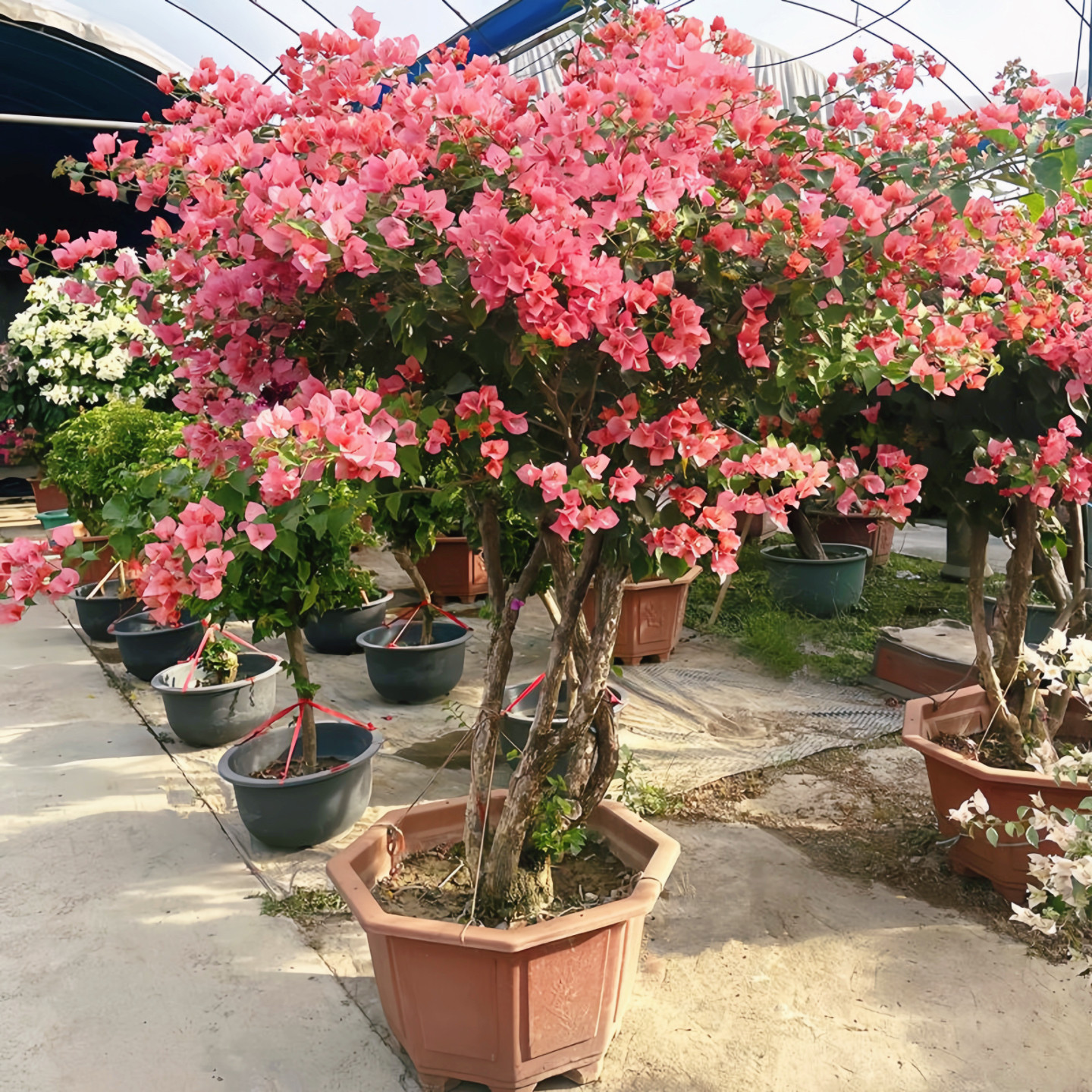 新品三角梅盆栽带花苞发阳台花园别墅庭院耐晒耐晒四季老桩大植物,鲜花速递/花卉仿真/绿植园艺,造型盆景,淘宝优惠券,粉丝福利购,淘宝优惠卷