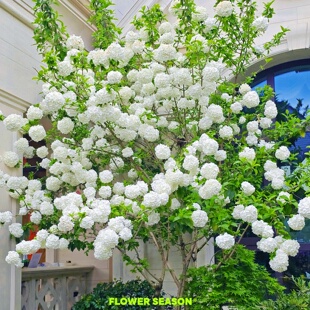 高品质中华木绣球盆栽大盆带花苞花园庭院高档花卉耐寒耐热多年生