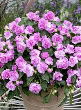 重瓣凤仙花盆栽带花苞玻璃翠花苗阳台窗台花卉四季玫瑰海棠除甲醛