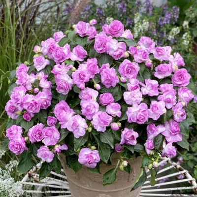 非洲重瓣凤仙花成品带花发花期长