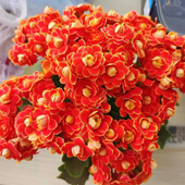 长寿花盆栽重瓣带花苞新手金狐狸四季 大花室内阳台窗台办公室花卉