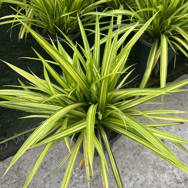 金心露兜盆栽阳台庭院花园花境园林景观观叶植物盆栽地栽观赏绿植,鲜花速递/花卉仿真/绿植园艺,大型绿植/成品组合盆栽,淘宝优惠券,粉丝福利购,淘宝优惠卷