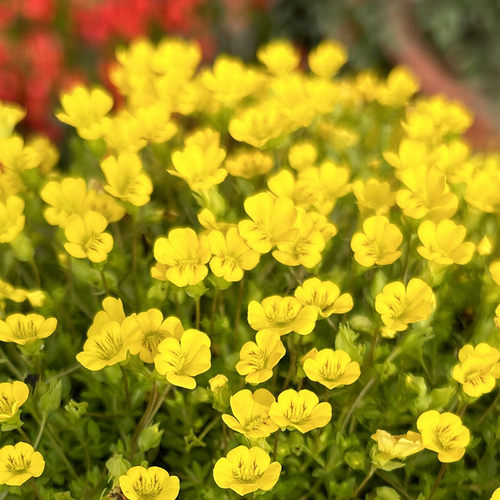佛甲草金沙蔓盆栽地被植物
