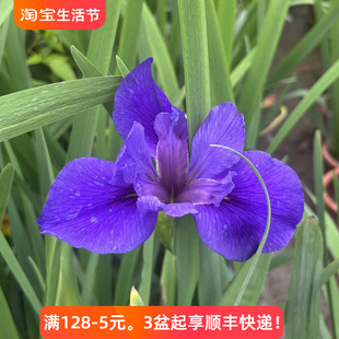 鸢尾花盆栽成品带花苞水生花卉耐寒耐热阳台庭院花园室外绿植花卉