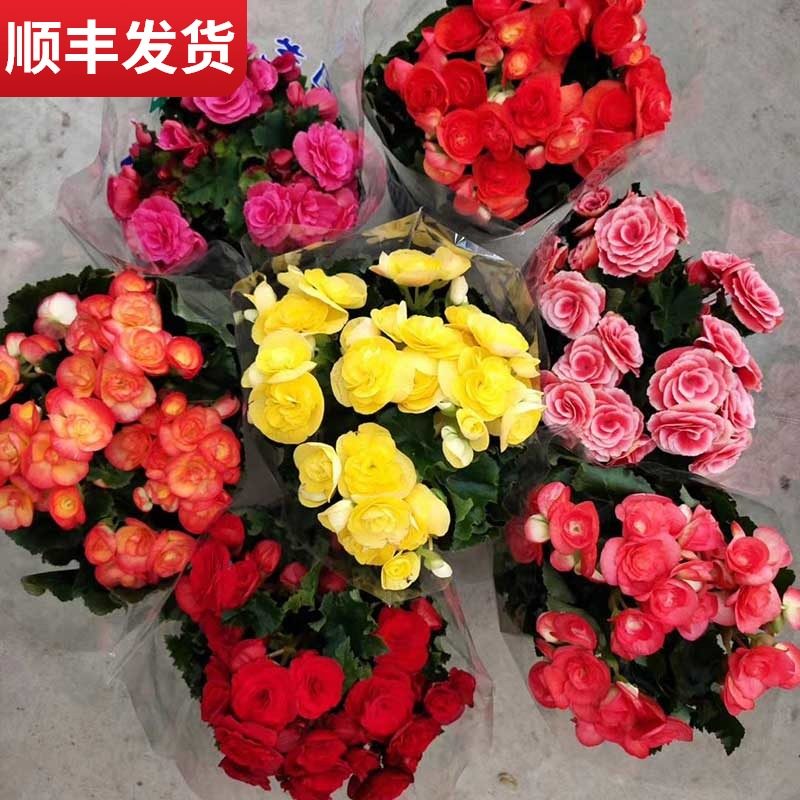 玫瑰海棠花价格 玫瑰海棠花图片 星期三