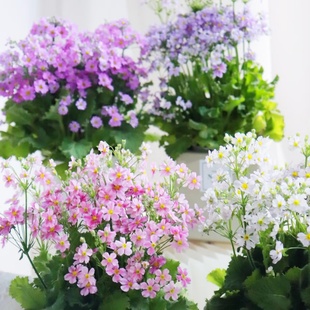 彩云报春花盆栽成品大苗带花苞阳台窗台庭院花园耐寒耐热开花植物