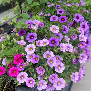 百万小玲盆栽舞春花牵牛花苗阳台吊篮花卉开花不断多盆套餐垂吊花