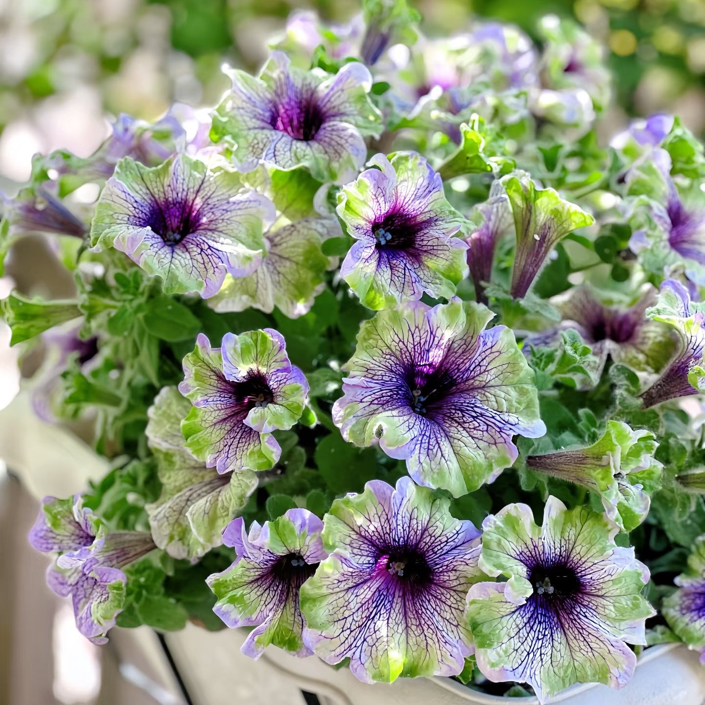 矮牵牛盆栽网红品种小精灵带花发