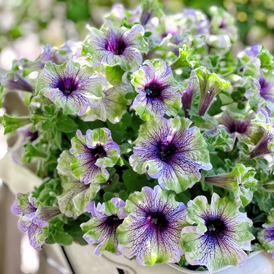 矮牵牛盆栽网红品种小精灵带花发