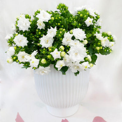 重瓣丹麦风铃花梦露清新星空带花苞蓝紫色花四季开花阳台客厅花卉 虎窝淘