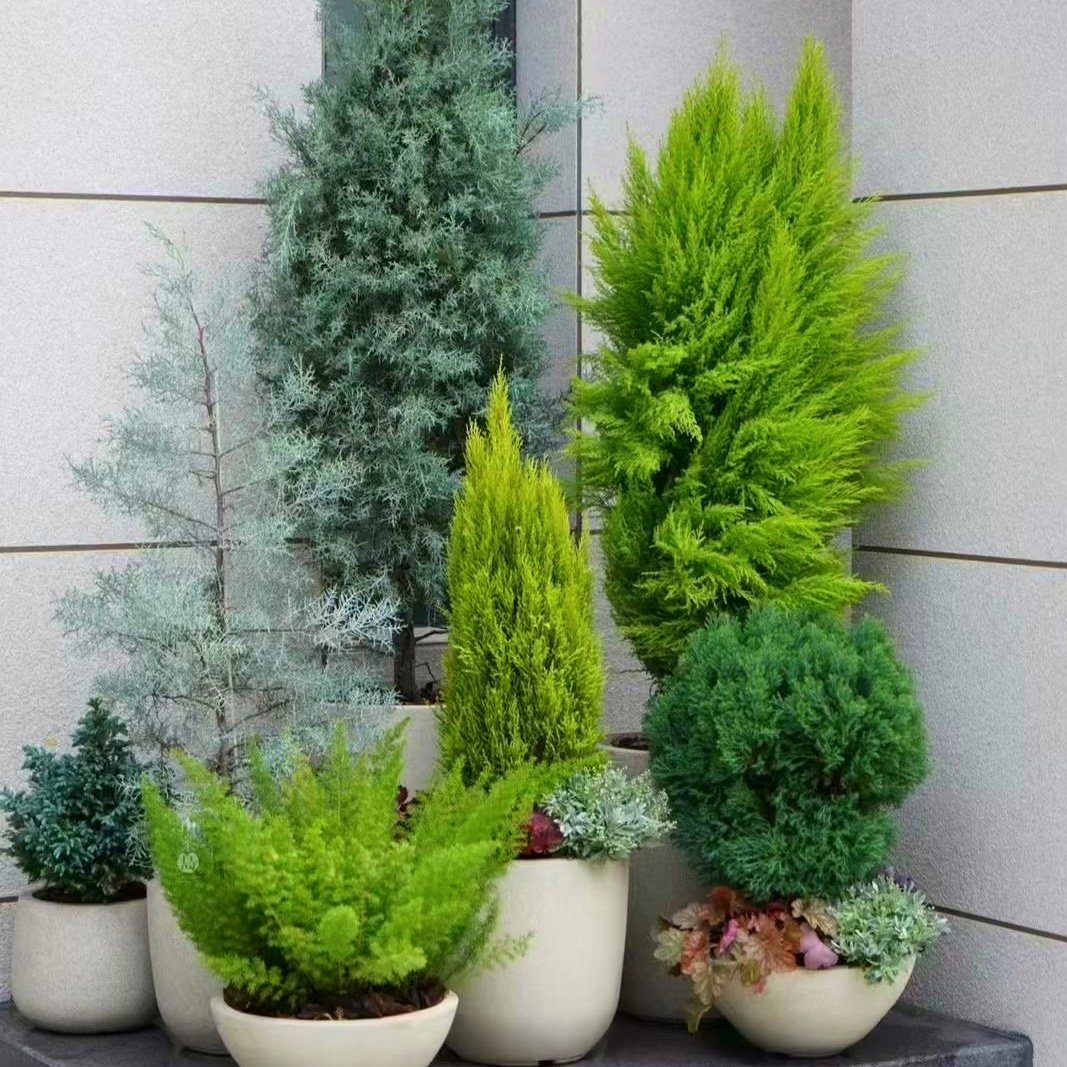 香松盆栽成品大苗带香味花园花镜耐热耐寒多年生木本植物四季常青,鲜花速递/花卉仿真/绿植园艺,造型盆景,淘宝优惠券,粉丝福利购,淘宝优惠卷