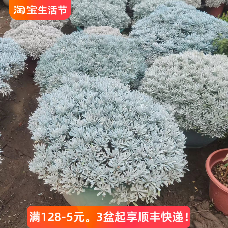 大芙蓉菊盆栽阳台花卉花园庭院花境花苗绿化工程造景植物银叶菊花 鲜花速递/花卉仿真/绿植园艺 绣球/木绣球/木本植物 原图主图