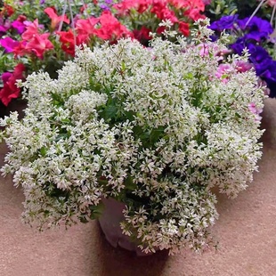 禾叶大戟飘雪盆栽成品带花苞阳台庭院花园花境耐晒多年生绿植花卉