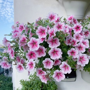 星空矮牵牛花苗窗台花盆栽带花苞垂吊草本花百万小玲阳台耐养花卉