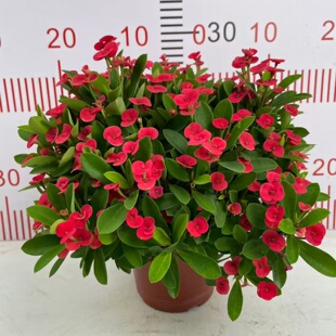 虎刺梅盆栽成品大苗老桩带花苞四季花苗铁海棠阳台窗台花卉耐热晒