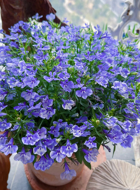 半边莲六倍利盆栽带花苞庭院花园阳台蓝色系四季草花清新唯美植物