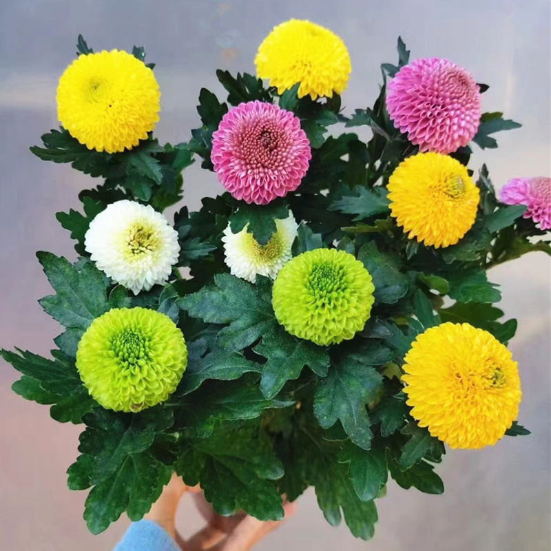 乒乓菊花盆栽四季勤花带花苞发货