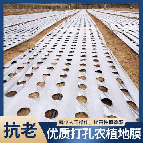 银黑地膜农用e打孔塑料膜种菜带孔地膜草莓辣椒西红柿专用有孔薄
