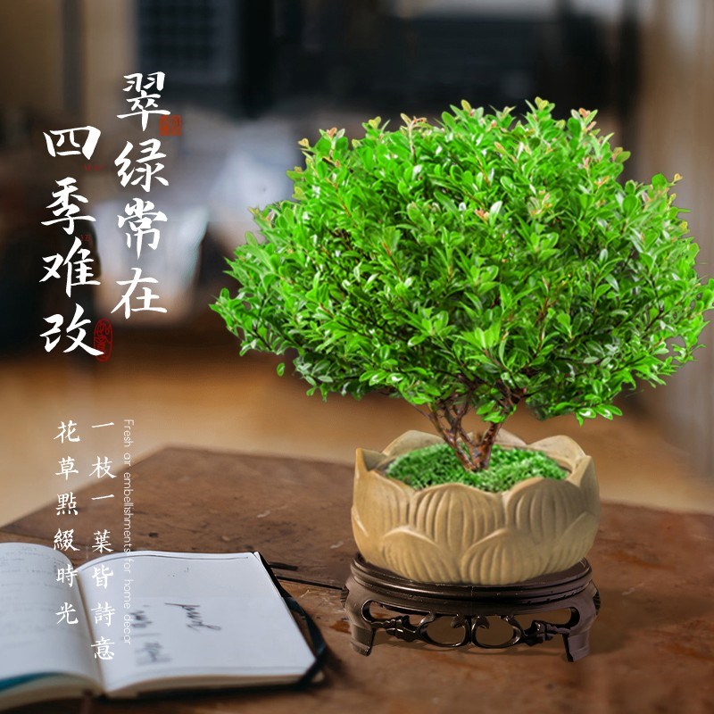 小叶赤楠老桩盆栽迷你植物花卉办公室内桌面小绿植好养四季盆景q
