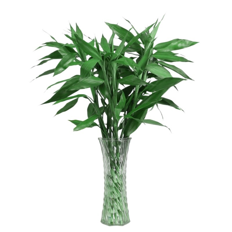 富贵竹水培植物转运竹子带根水养室内客厅绿植盆栽观音竹四季好养