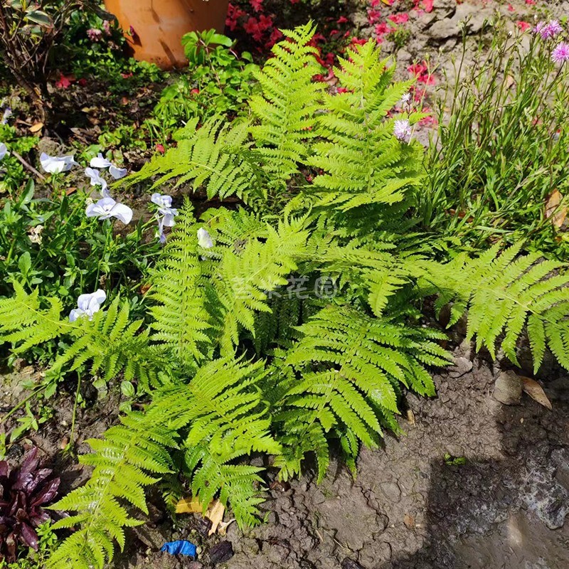 延羽蕨盆栽多年生耐寒喜阴观叶蕨类植物中型蕨适合盆栽阴生花园