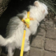 狗狗牵引绳遛狗绳子法斗博美比熊中型犬小型犬猫咪宠物胸背带狗绳