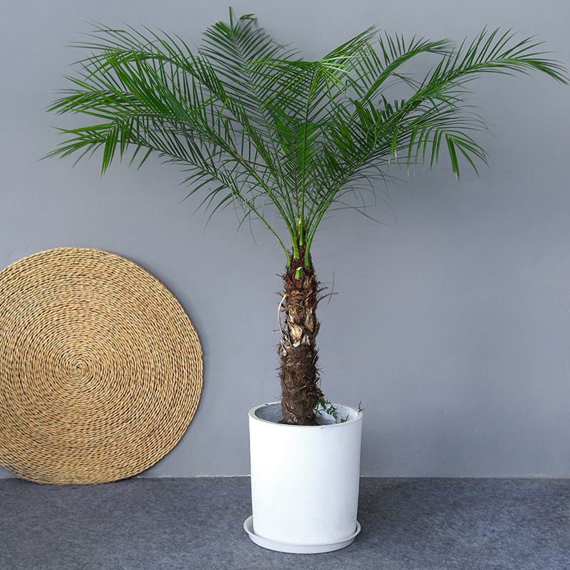 棕榈树美丽针葵椰子树热带风植物阳台别墅走廊室内大型绿植盆栽