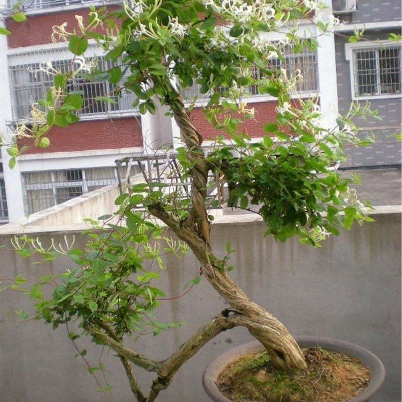 金银花树苗种植家庭院阳台盆栽地栽黄白红色金银花苗攀援爬藤植物