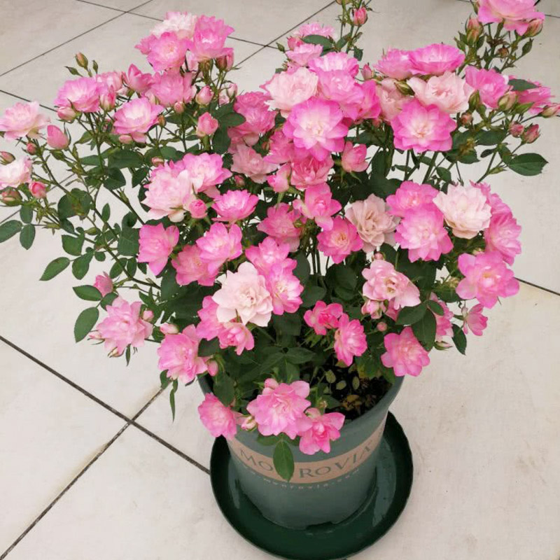 果汁阳台月季花大苗特大花浓香四季玫瑰花老桩盆栽庭院花卉绿植物