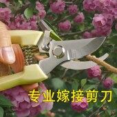 家用果树剪刀修枝神器剪花卉摘果剪树枝剪刀绿化嫁接园林园艺剪刀