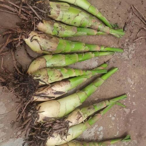 云南地涌金莲带花苞高档地涌金莲桌面可食用千瓣莲花新鲜易活绿植