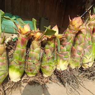 云南地涌金莲苗净化空气除甲醛长期绿植奇花异草十八怪罕见大花